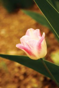Pink edges punctuate this tulip flower.